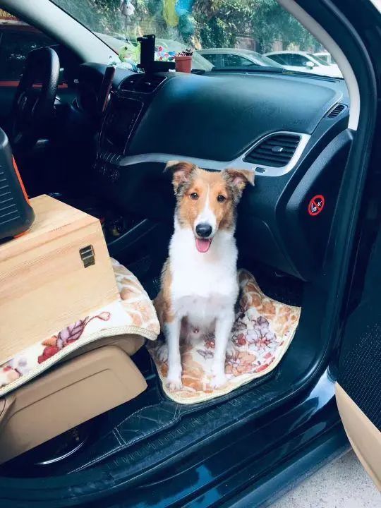 58歲的她,自駕房車旅居,一人兩犬,活成了自己喜歡的樣子 58歲的她,自駕房車旅居,一人兩犬,活成了自己喜歡的樣子